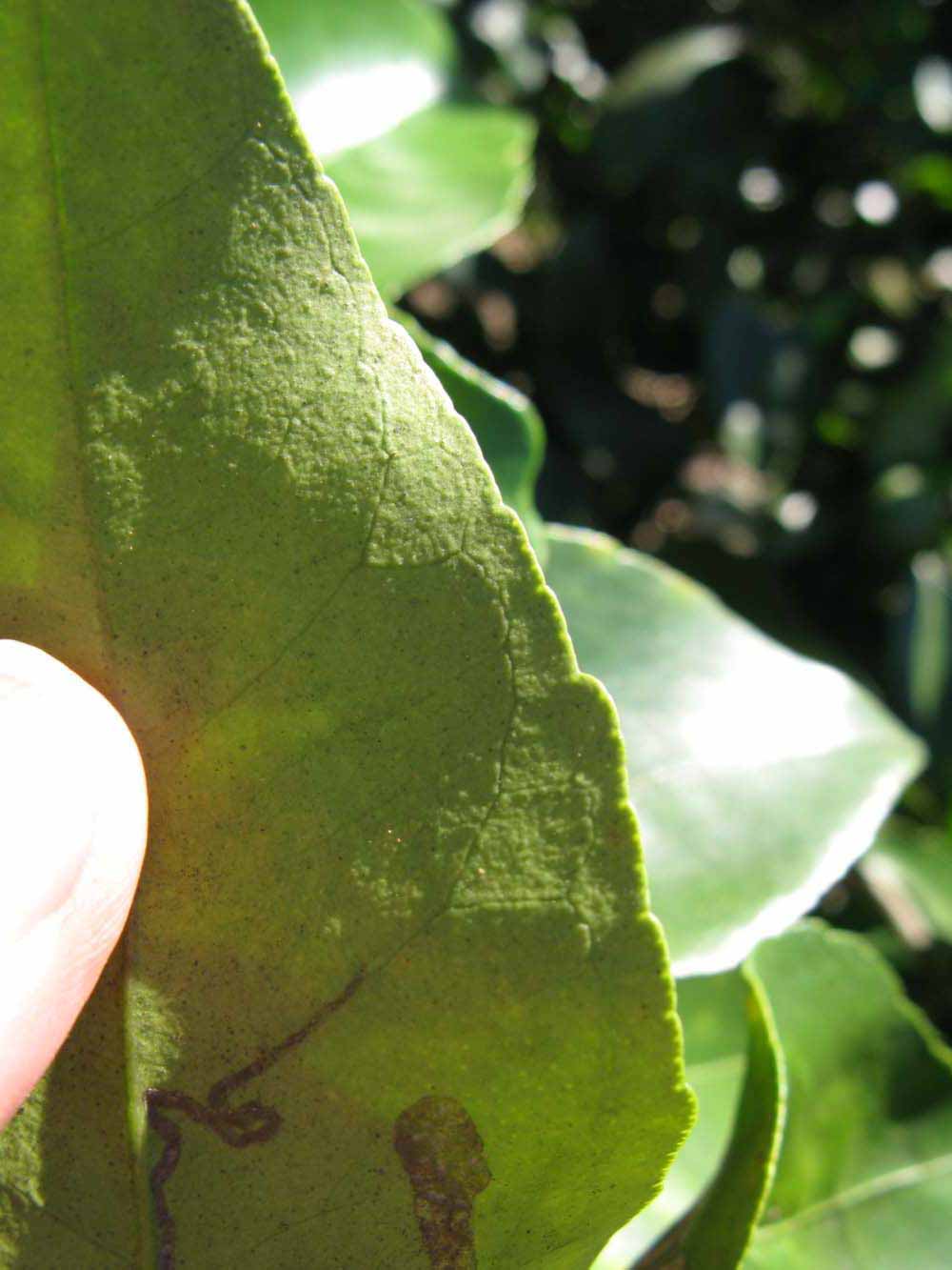              Margin (Winter Haven, FL)       